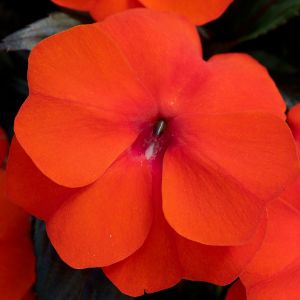 Impatiens (New Guinea)